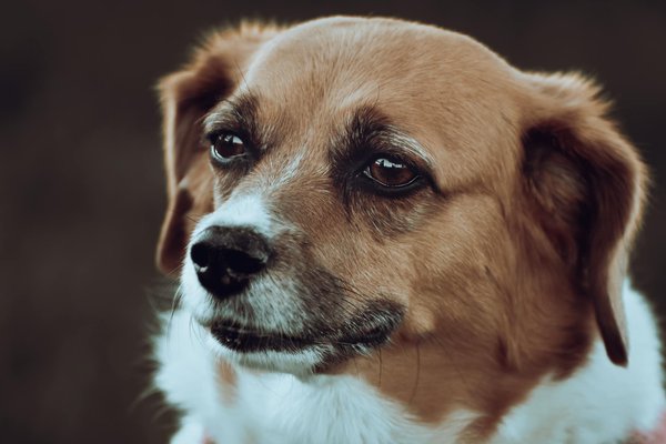 Voyage au cœur de l'Amazonie : le danger des animaux exotiques