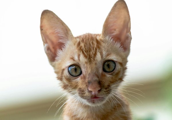 Guide complet pour s'équiper en matériel d'apiculture idéal