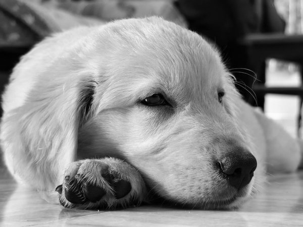 Quels sont les signes de douleur chronique chez les chiens et comment y remédier ?