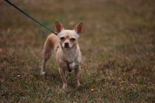 Pourquoi mon chat me lèche-t-il ?