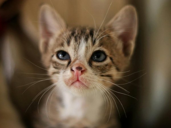Comment aménager une maison pour un chat ?