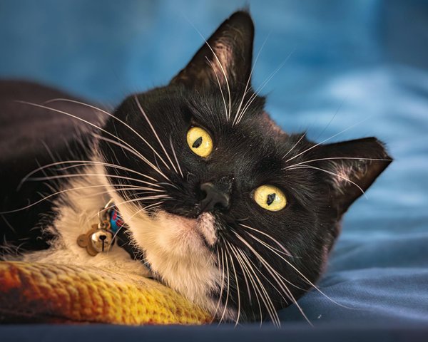 Achat de matériel d'apiculture : guide pour les passionnés